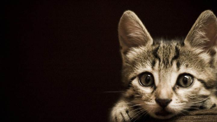 Cat Is Shocked And Looking At Someone